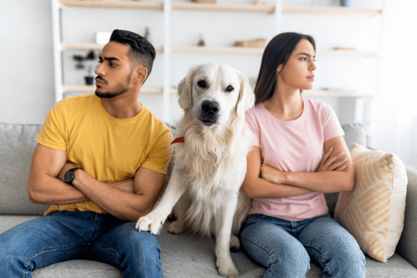 Vad händer med husdjuren vid skilsmässa?